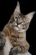 wp658d9693.png