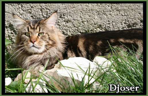 Djoser