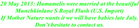20 May 2013: Hamamelis were married at the beautiful Munchkinlane S Royal Flush (U.S. Import) If Mother Nature wants it we will have babies late July. Don’t hesitate to contact us.